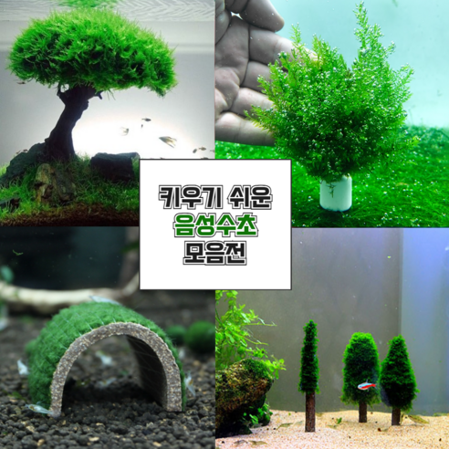 초록빛 싱그러움이 가득한 수중 낙원, 모스 음성수초 어항으로 시작하는 특별한 취미 지성이네아쿠아 초록빛 싱그러움이 가득한 수중 낙원, 모스 음성수초 어항으로 시작하는 특별한 취미 지성이네아쿠아