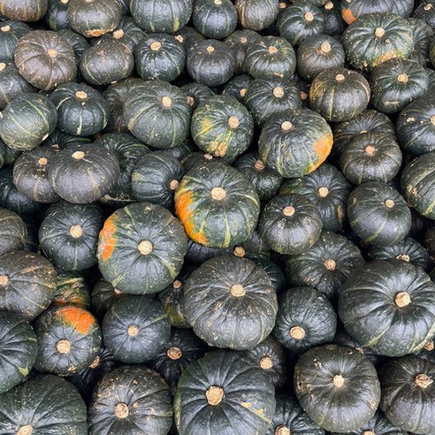 제주산 보우짱 미니 밤호박 특품 단호박, 1개, 5kg