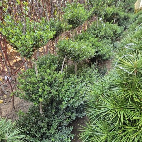 푸른 잎의 꽝꽝나무 조형 분묘로 정원이나 공원에 아름다움과 평온함을 더하세요