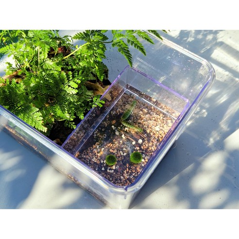 집 안에서 만나는 작은 숲, 하이밀 청개구리 키우기로 아이의 자연 감수성을 키워주세요.