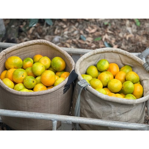 [제주과일꾼] 제주 하우스귤 서귀포감귤 하우스 3kg 5kg, 1개, 2.5kg 소과 2S