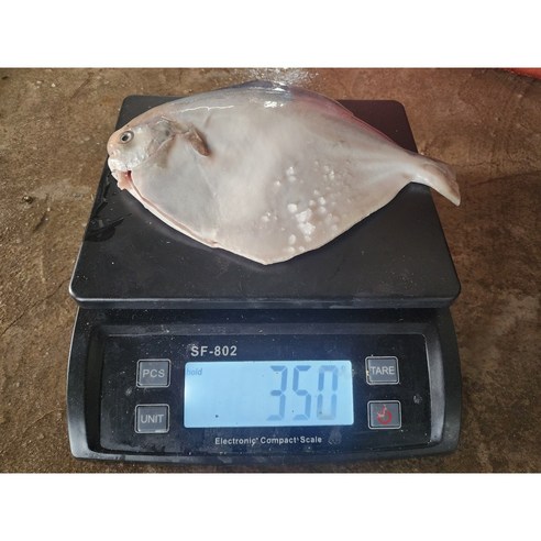 완도 손질 병어 특대 (30cm 350g전후) 제수용 제사용 병치 덕자 조림 구이, 1개 민어청년 완도 손질 병어 특대 (30cm 350g전후) 제수용 제사용 병치 덕자 조림 구이, 1개 민어청년