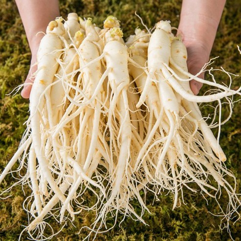 산지에서 직접 수확한 4~5년근 원수삼 대 600g + 추가증정 100g, 삼계탕 재료증정 인삼 산지에서 직접 수확한 4~5년근 원수삼 대 600g + 추가증정 100g, 삼계탕 재료증정 인삼