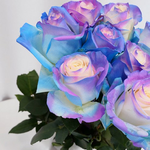 매혹적인 장미로 사랑과 아름다움을 표현하는 로즈온리 오로라 수입장미 한단