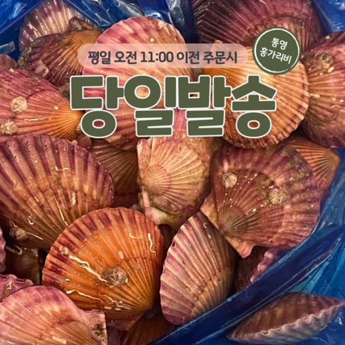 담다컴퍼니 제철 통영 홍가리비 당일조업 산지직송 생물, 1박스, 2kg