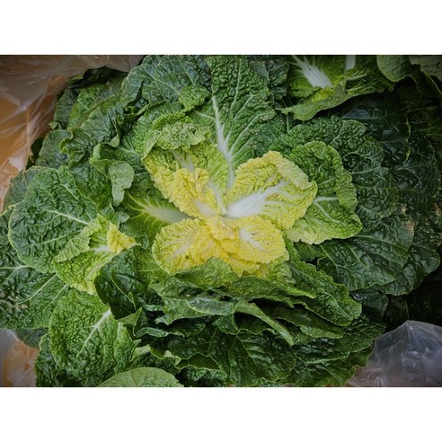 자연의 신선함을 담은 국내산 봄동 배추