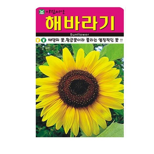 해바라기 씨앗 50립, 1개