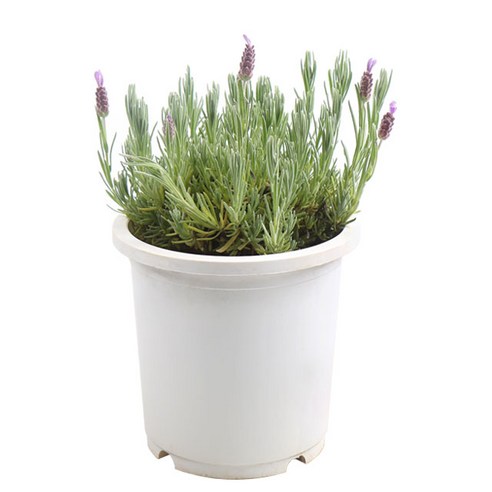 갑조네 마리노 라벤더: 향기로 삶을 정화하는 특별한 경험 라벤더