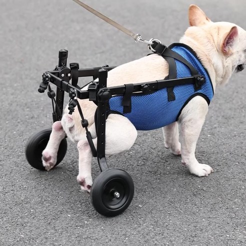 푸르픽 휠체어, 잃어버린 강아지의 행복을 되찾아주다