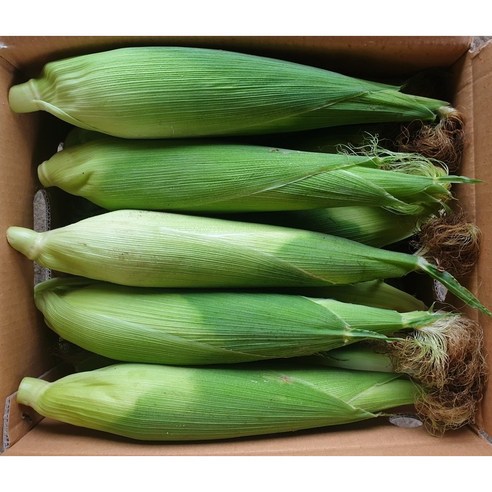 강원도 찰옥수수 미백찰옥수수, 10개