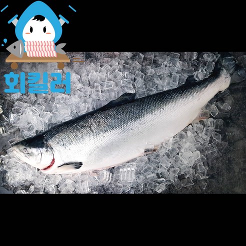 노르웨이 생연어 원물 라운드 통마리 연어회 6~7kg 1마리, 생연어 원물 6~7kg 1마리입니다. 하모회 노르웨이 생연어 원물 라운드 통마리 연어회 6~7kg 1마리, 생연어 원물 6~7kg 1마리입니다. 하모회