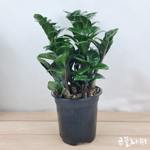 시들시들한 일상에 생기를 불어넣다! 행운을 부르는 보석금전수 이야기 보석금전수