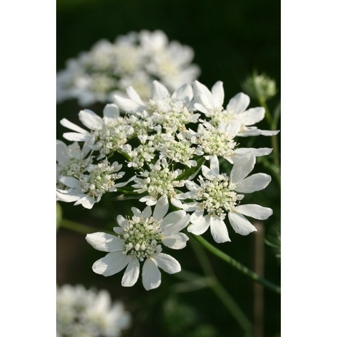 오를라야 씨앗으로 텅 빈 베란다를 나만의 정원으로!