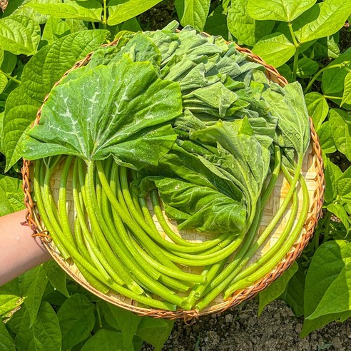 농가살리기 당일수확 국내산 제철 호박잎, 1박스, 1kg