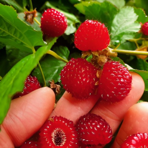 조가네 왕산딸기 묘목으로 정원에 싱그러운 행복을 심으세요!