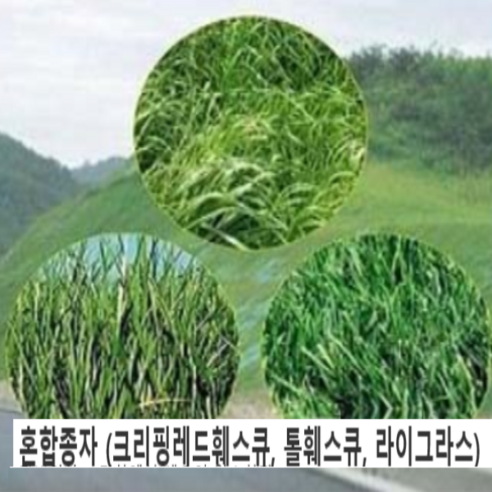 (L080)조경용씨앗 혼합양잔디씨(3종 혼합잔디) 1kg, 1개