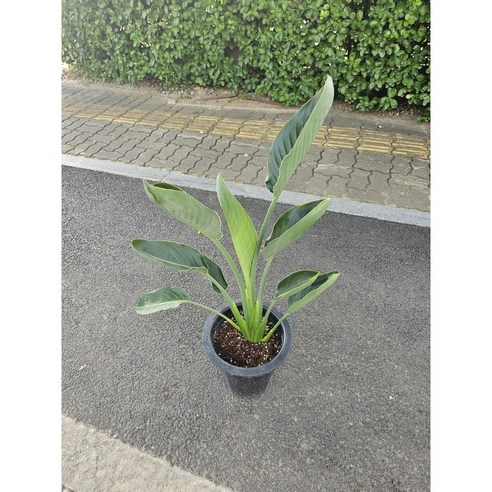 공간에 생기와 아름다움을 더하는 꽃피는 극락조 레기니아