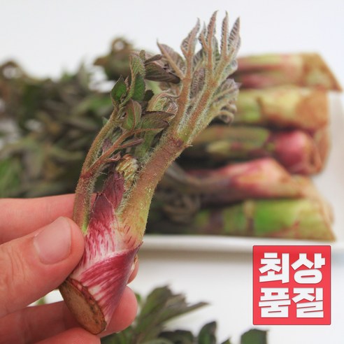 자연산 통영 비진도 향긋한 노지 땅두릅 당일채취, 땅두릅 1kg, 1개