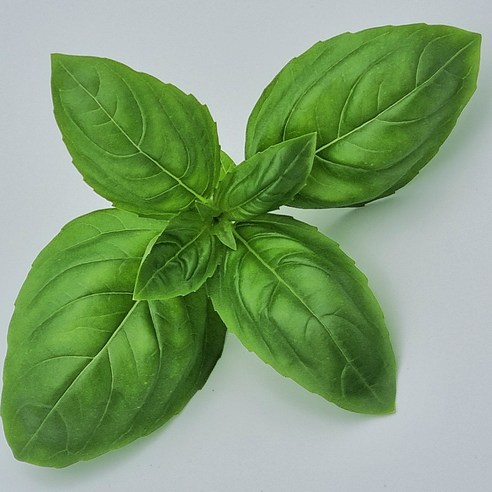 안산팜 스위트 바질