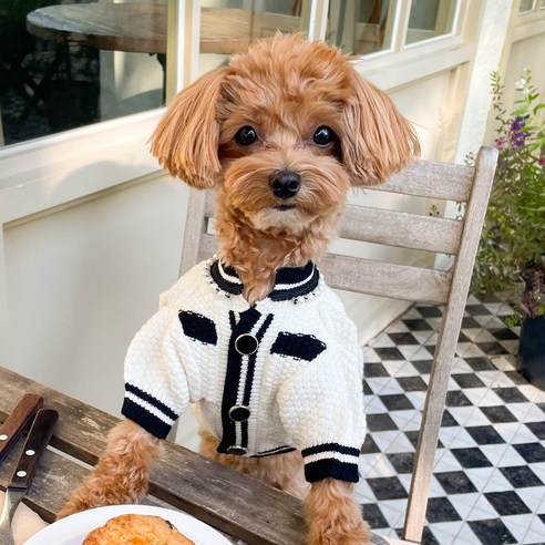 로로펫 강아지 고양이 노블레스가디건, 화이트