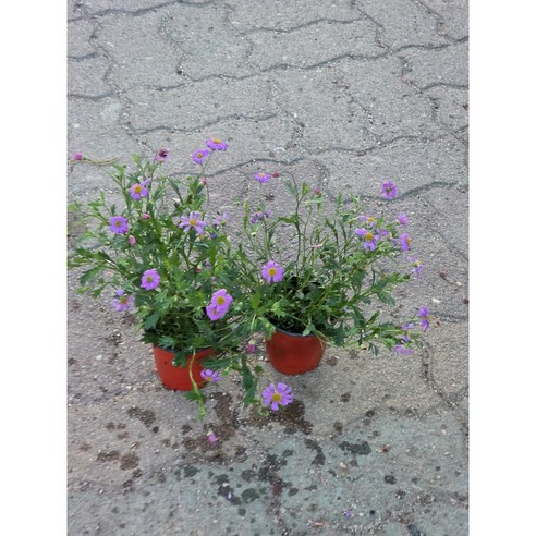 사계국화로 만드는 나만의 작은 정원, 삭막한 일상에 위로를 더하세요.