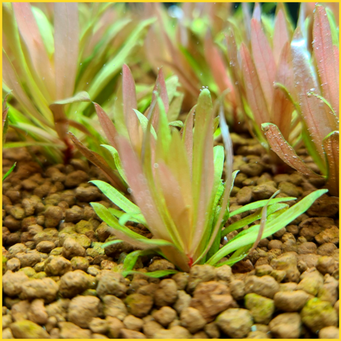 황금빛 네세아 골든으로 수조에 특별한 아름다움을 더하세요.