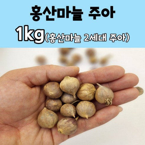 주아마늘종자 홍산마늘주아 씨마늘 1kg ( 370 420개 ) 홍산마늘 종자 씨앗