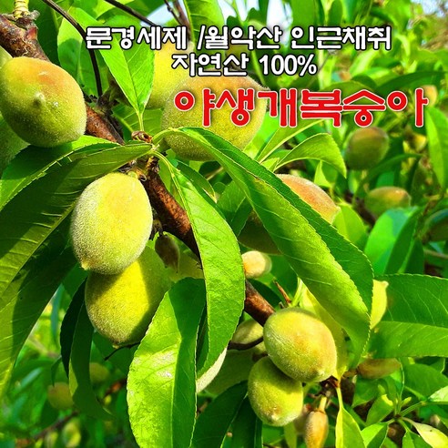 [주말특가] 야생 개복숭아/돌복숭아 10kg 5kg 3kg / 순 자연산 (100% 토종) / 당일채취발송, 야생 개복숭아 5kg, 1개