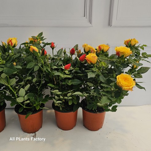 사계절 아름다움을 당신의 공간에, 미니 장미의 매혹적인 속삭임