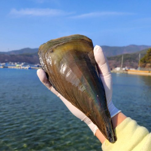 간편한 홈파티, 국내산 생물 키조개로 즐기세요!