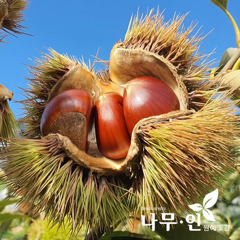 집에서 즐기는 가을, [나무인] 밤나무 묘목으로 시작하세요!