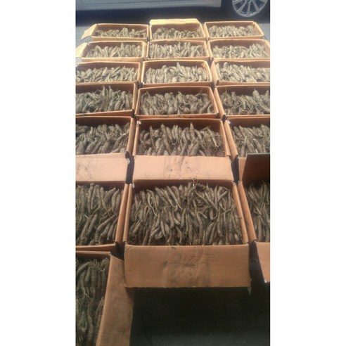 자신만의 맛있는 더덕 키우기의 즐거움