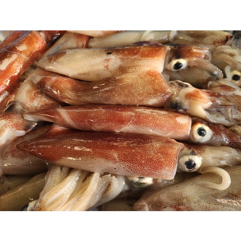 동해안 한치1kg 한치회 숙회 통찜 생물 동해바다 국산, 1개
