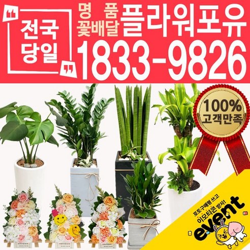추천제품 플라워포유 축하 오픈 개업 공기청정 관엽식물 화분선물 당일배송 꽃배달 소개