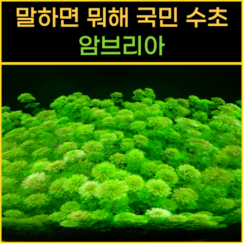 [물풀정원] 달팽이 100% 없는 청정수초 암브리아 10줄기 수질정화 수초키우기 구피 베타 물고기 새우 은신처, 1개 관상어 용품