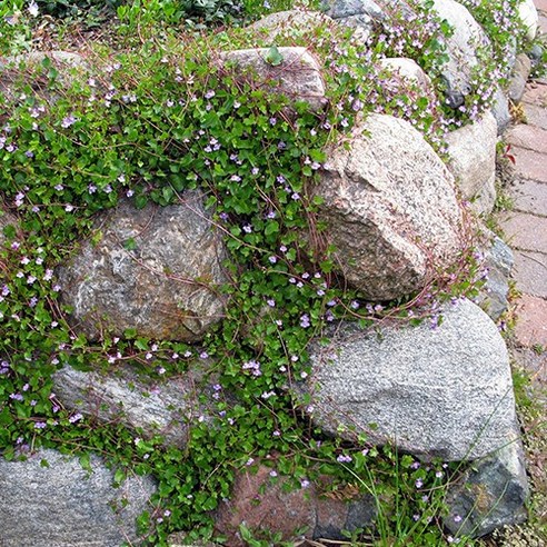 모야모 덩굴해란초: 정원에 화려함과 우아함을 더하다