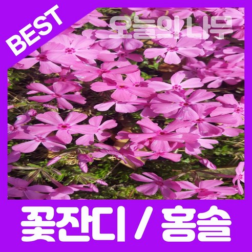 합리적 가격으로 우수한 꽃잔디를 위한 50포트묘