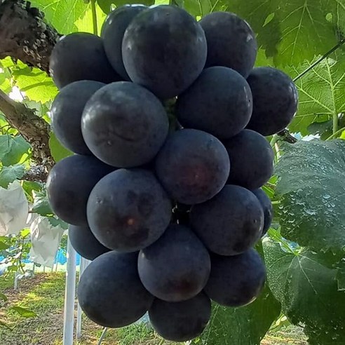 희귀한 아름다움, 오로라 블랙 포도 묘목으로 당신의 정원을 특별하게 포도묘목