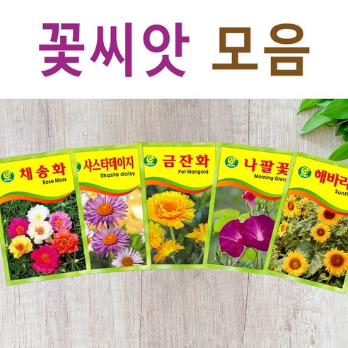 살아있는 꽃씨 야생화 키우기 다년생 채송화 다알리아 달맞이꽃 해바라기 맨드라미 봉선화 코스모스 메리골드 패랭이 접시꽃 사루비아 구절초 유채 백일홍 금잔화 꽃씨앗, S- 꽃씨-한라유채 x 1개, 1개 일일초 Best Top5