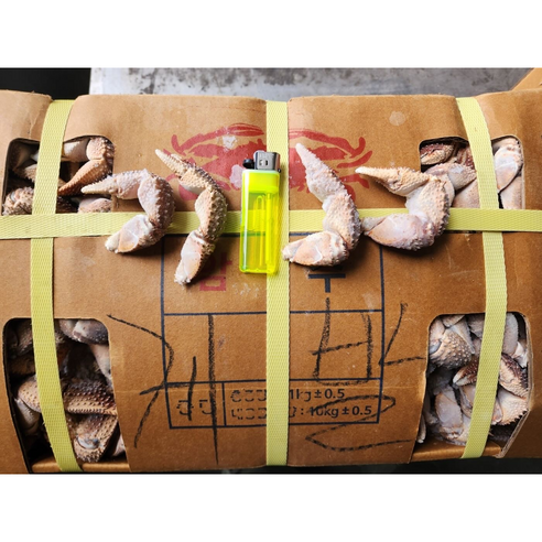 신선도와 품질이 뛰어난 국내산 선동 소라게발