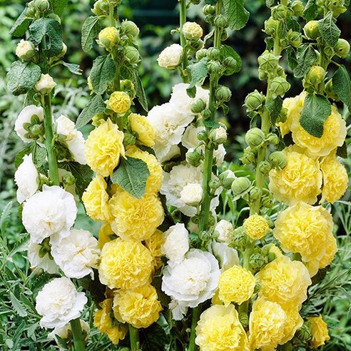 봄의 황금빛 선물: 모야모 겹접시꽃 노랑 씨앗