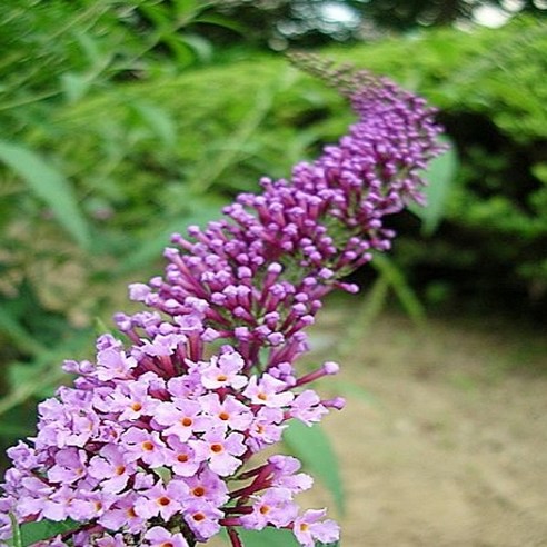 착한가격 나무생각 / 붓드레아(붓들레아) / 3치 포트 / 5주, 1개