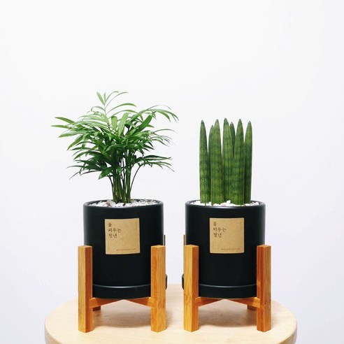 꽃피우는청년 원예 초보자를 위한 실내공기정화식물 2종 세트 (스투키 테이블야자), 무광 원형 화이트+우드스탠드, 1세트