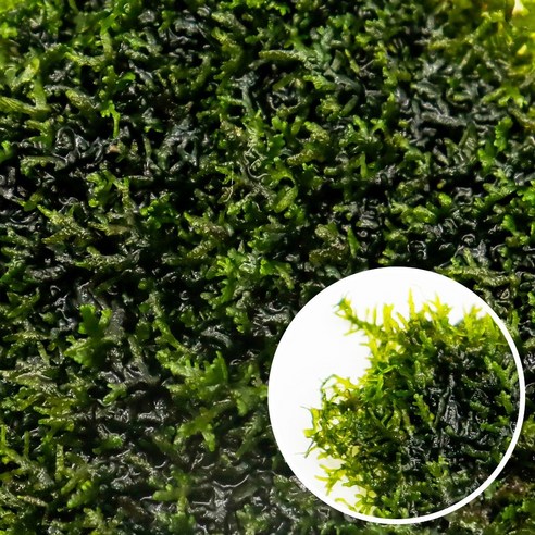 미미네아쿠아 프리미엄 모스: 수중 정원의 푸른 숨결을 불어넣다 프리미엄모스