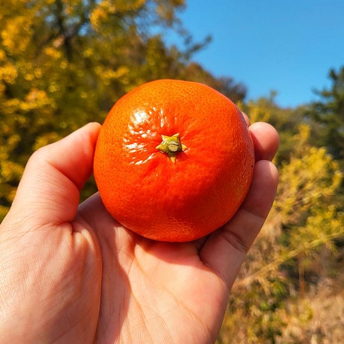 자연의 달콤함을 담은 제주 홍매향