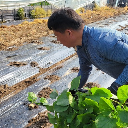 홍스팜 무농약 작두콩차로 속 편안하고 건강한 하루를!