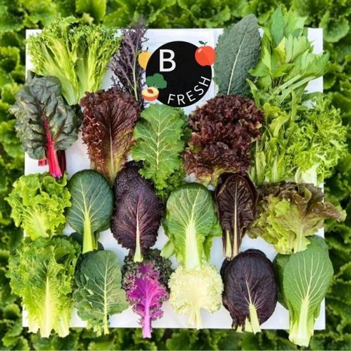 블루밍그린 당일수확 모듬 샐러드채소 1kg(10종이상), 1개