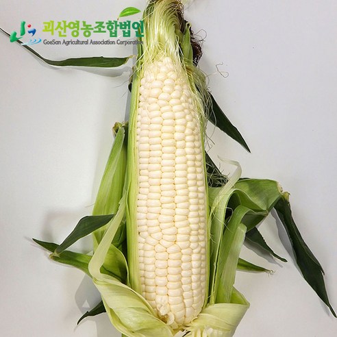 국내산 찰옥수수 대학찰옥수수 미백찰옥수수 초당옥수수 냉동옥수수 생옥수수 삶은옥수수, 생 미백찰 특품 (18cm전후), 20개, 7월초예약)생 미백찰