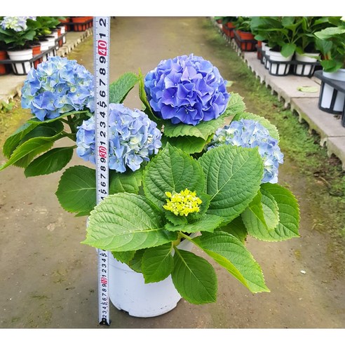 시들지 않는 아름다움으로 공간에 행복을 더하는 수국