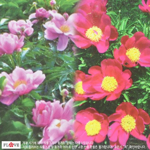 봄을 수놓는 우아한 자태, 작약 화분으로 일상에 아름다움을 더하세요.